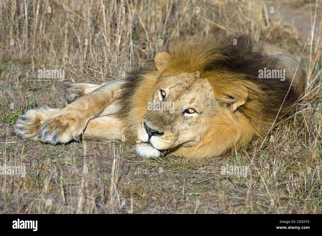 Male African Lion, Panthera leo, resting. Masai Mara, Kenya Stock Photo ...