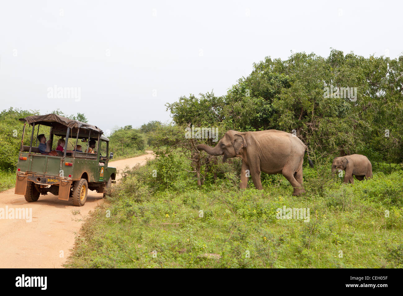 Tourists jeep Asian elephants in Yala National Park Sri Lanka Asia Stock Photo