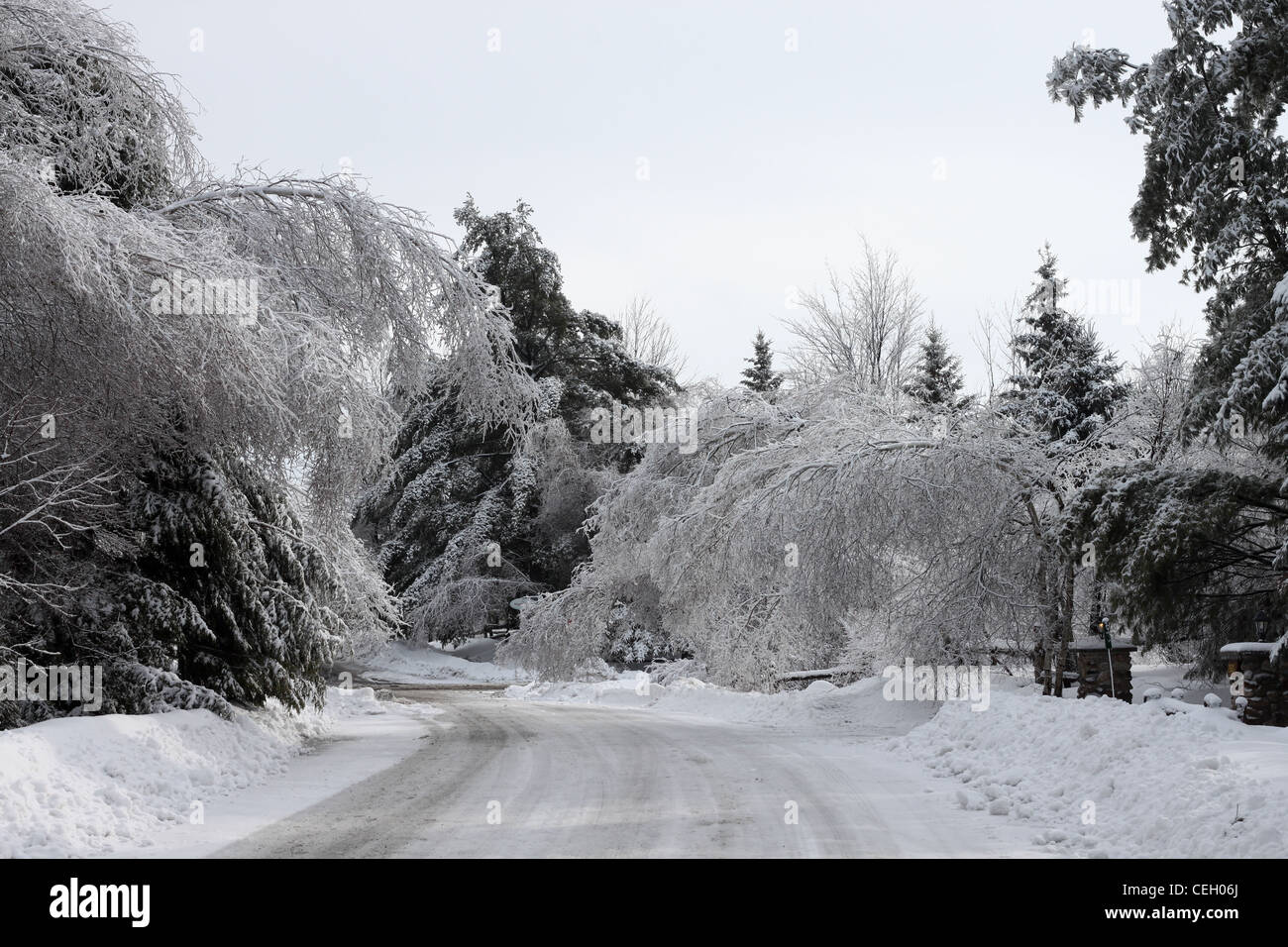 Beauty of ice on trees, trees bent over Stock Photo