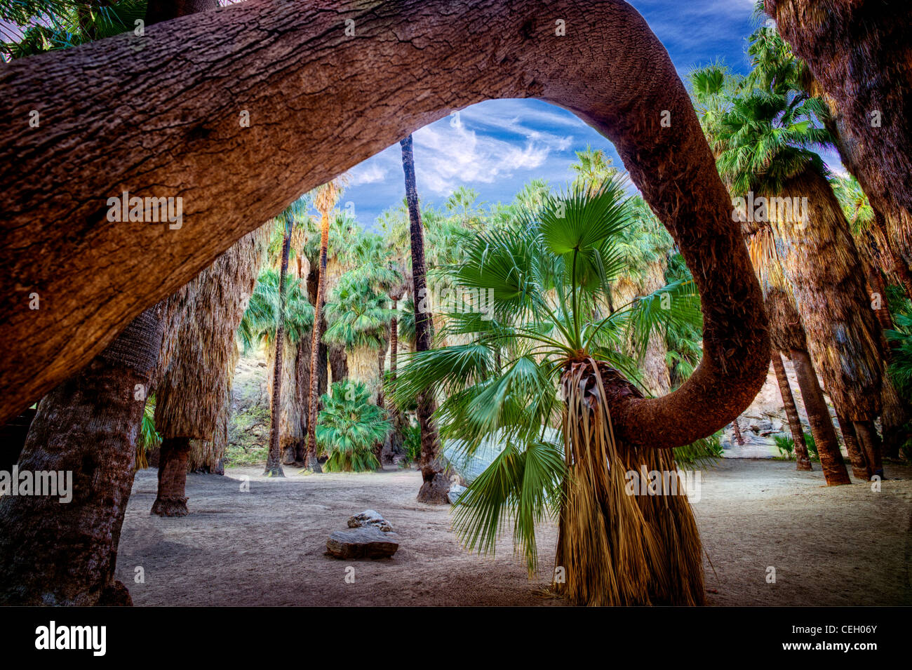 Twisted palm tree. Palm Canyon. Indian Canyons. Palm Springs, California. Stock Photo