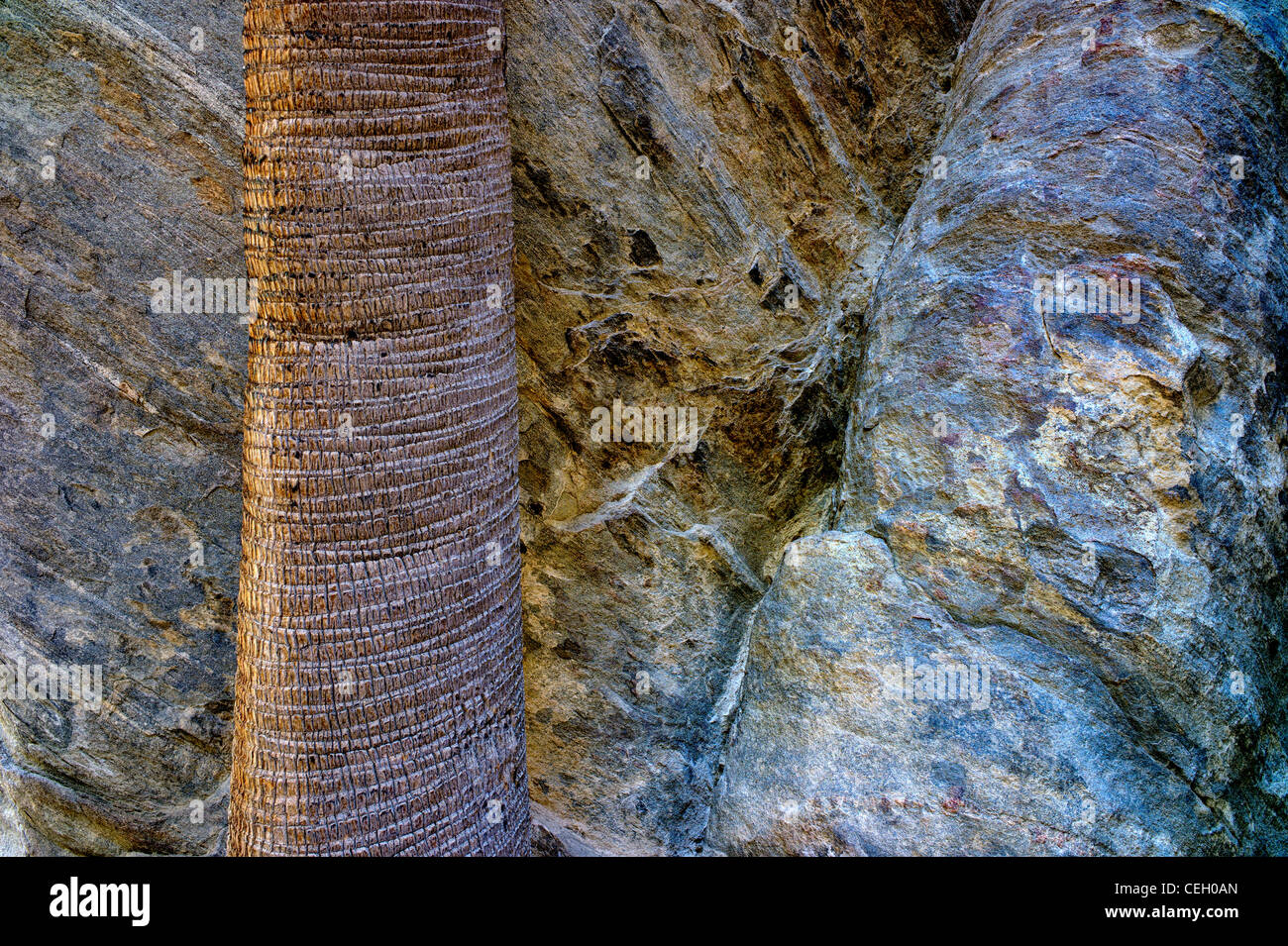 Close up of California Fan Palm tree trunk and rock wall. Murray Canyon. Indian Canyons. Palm Springs California Stock Photo
