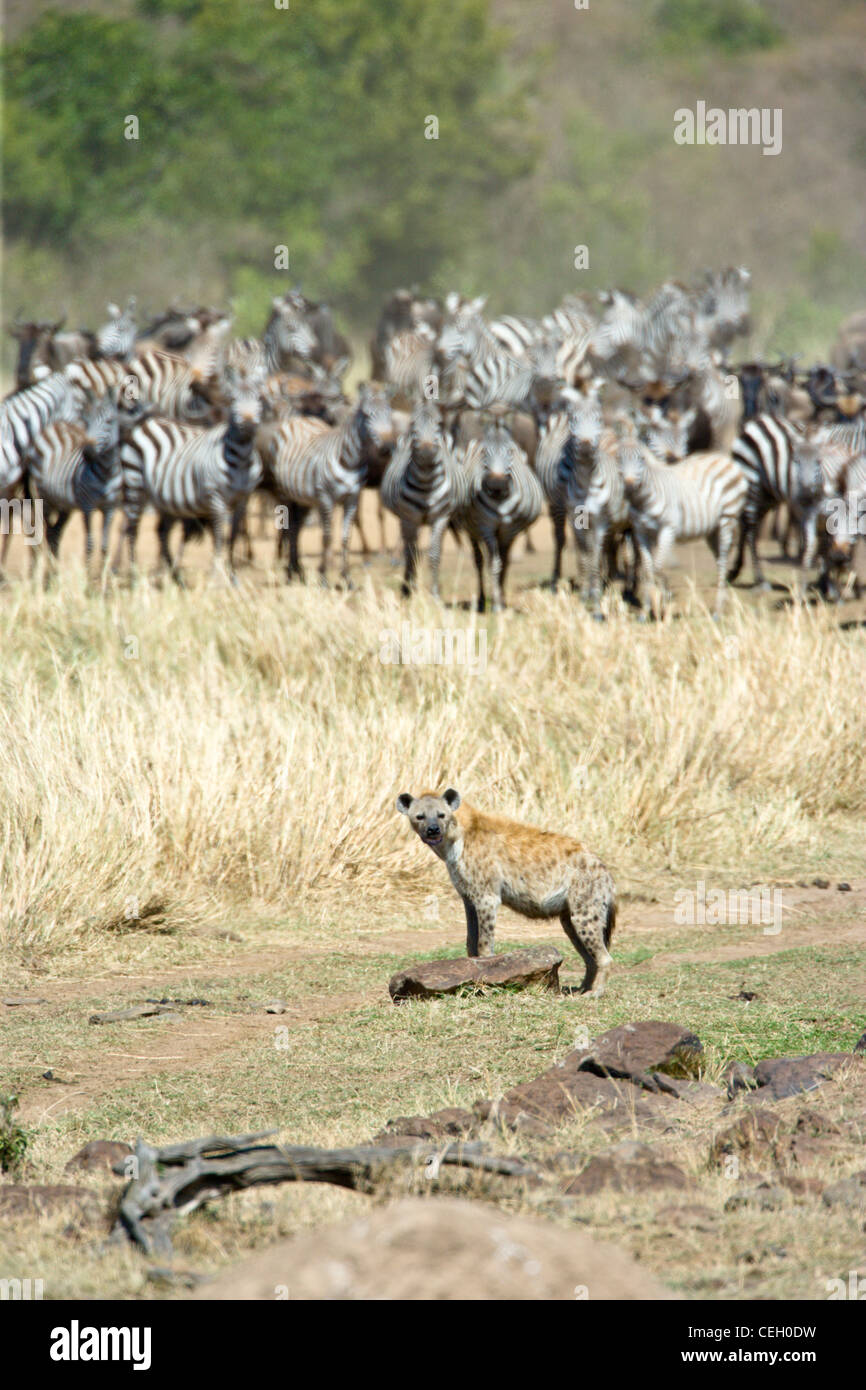 Spotted Hyena, Crocuta crocuta,waiting for a hunting opportunity as