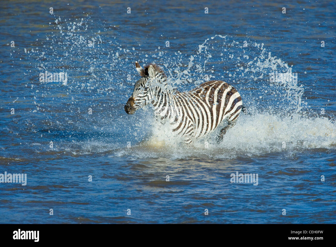 Swimming zebra in mara river hires stock photography and images Alamy