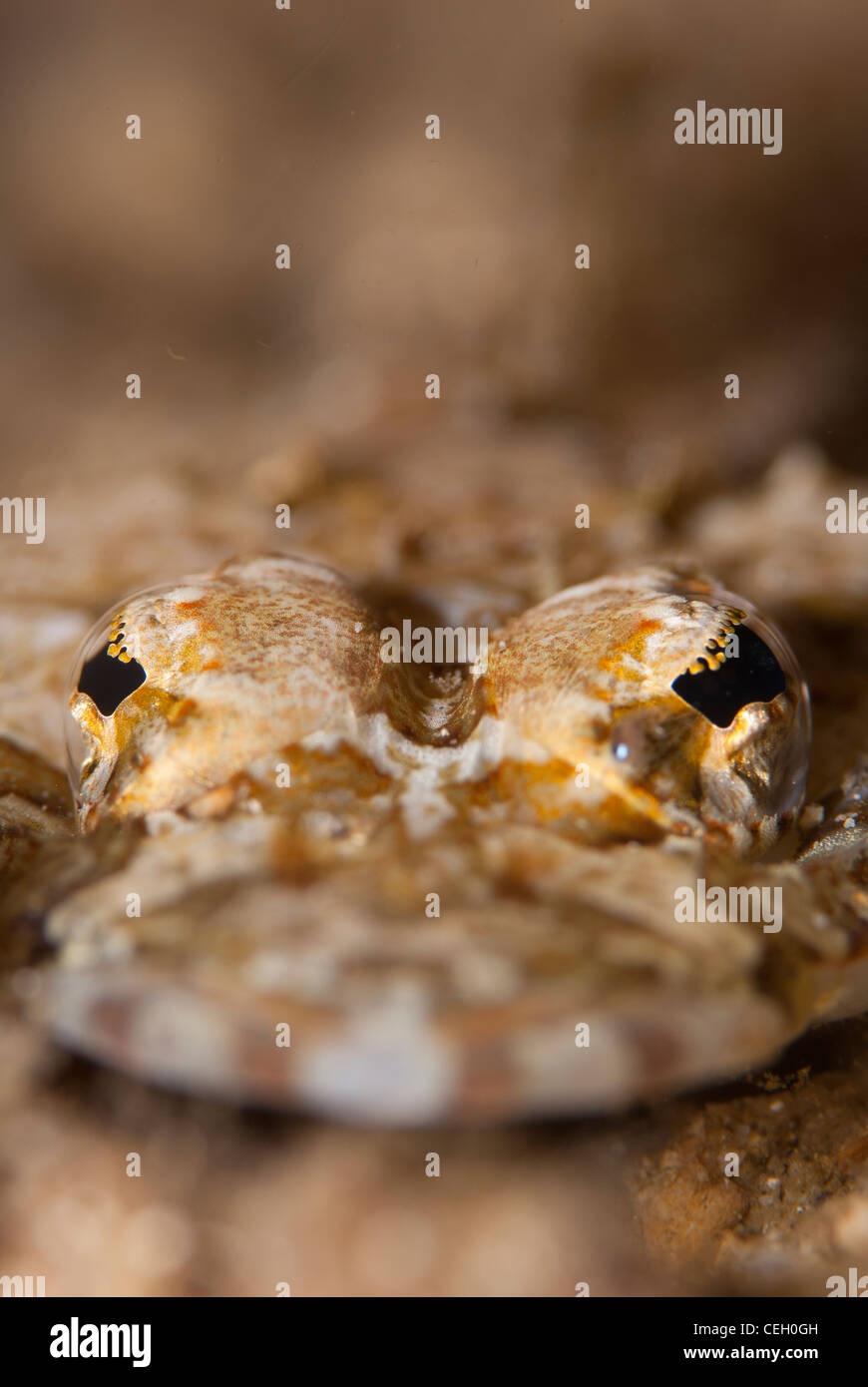 A longsnout crocodile fish (flathead) face (Thysanophrys chiltonae) it leaves on the sandy bottom and hides below the sand Stock Photo