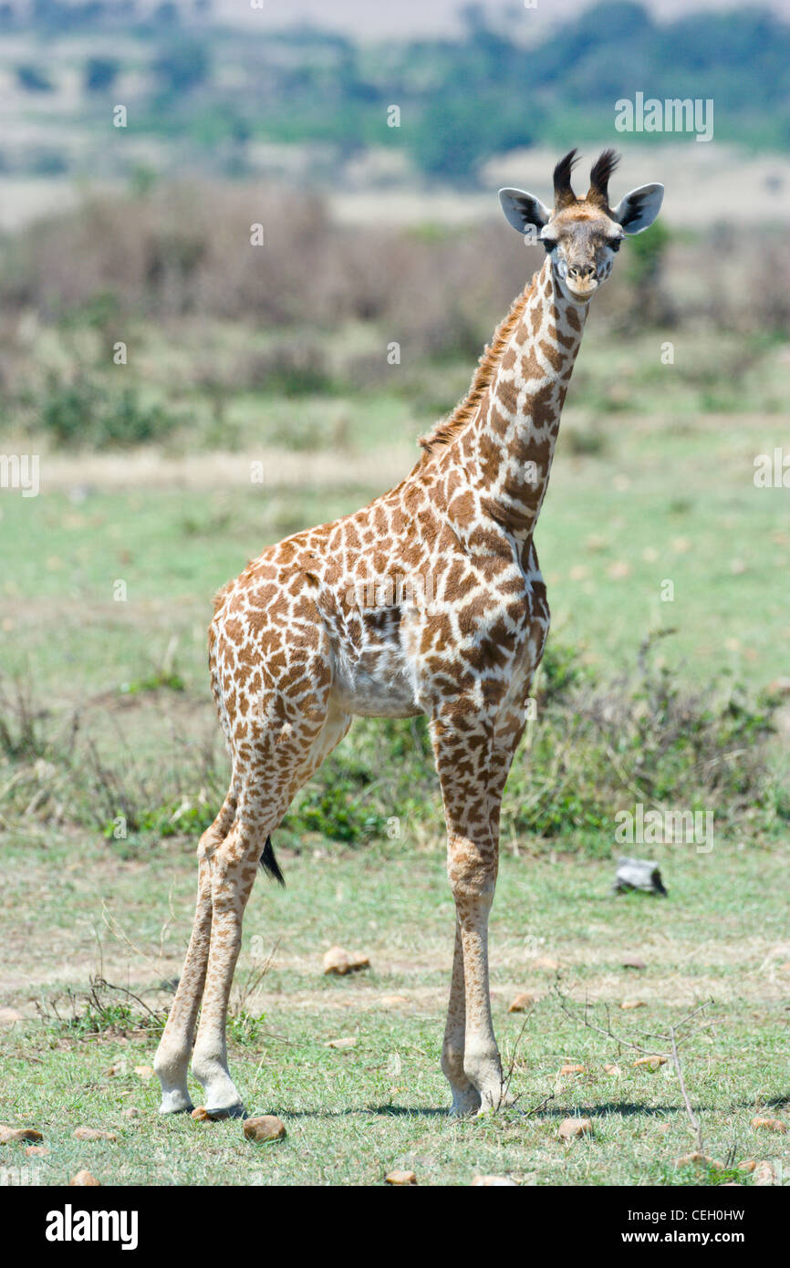 Young Giraffe, Masai race, Giraffa camelopardalis, standing. Masai Mara, Kenya. Stock Photo