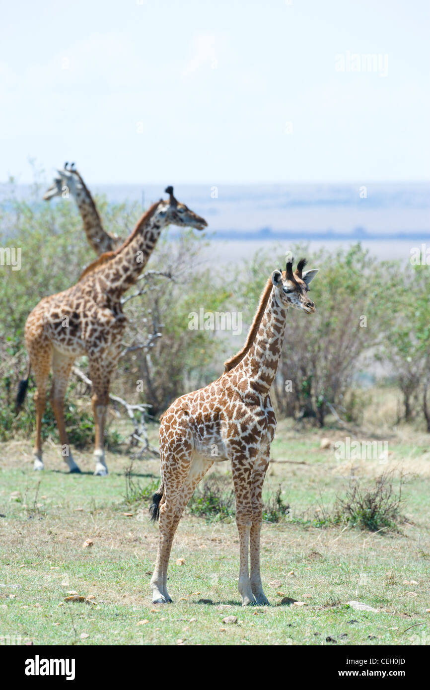 Young Giraffe, Masai race, Giraffa camelopardalis, with two females in the background. Masai Mara, Kenya. Stock Photo