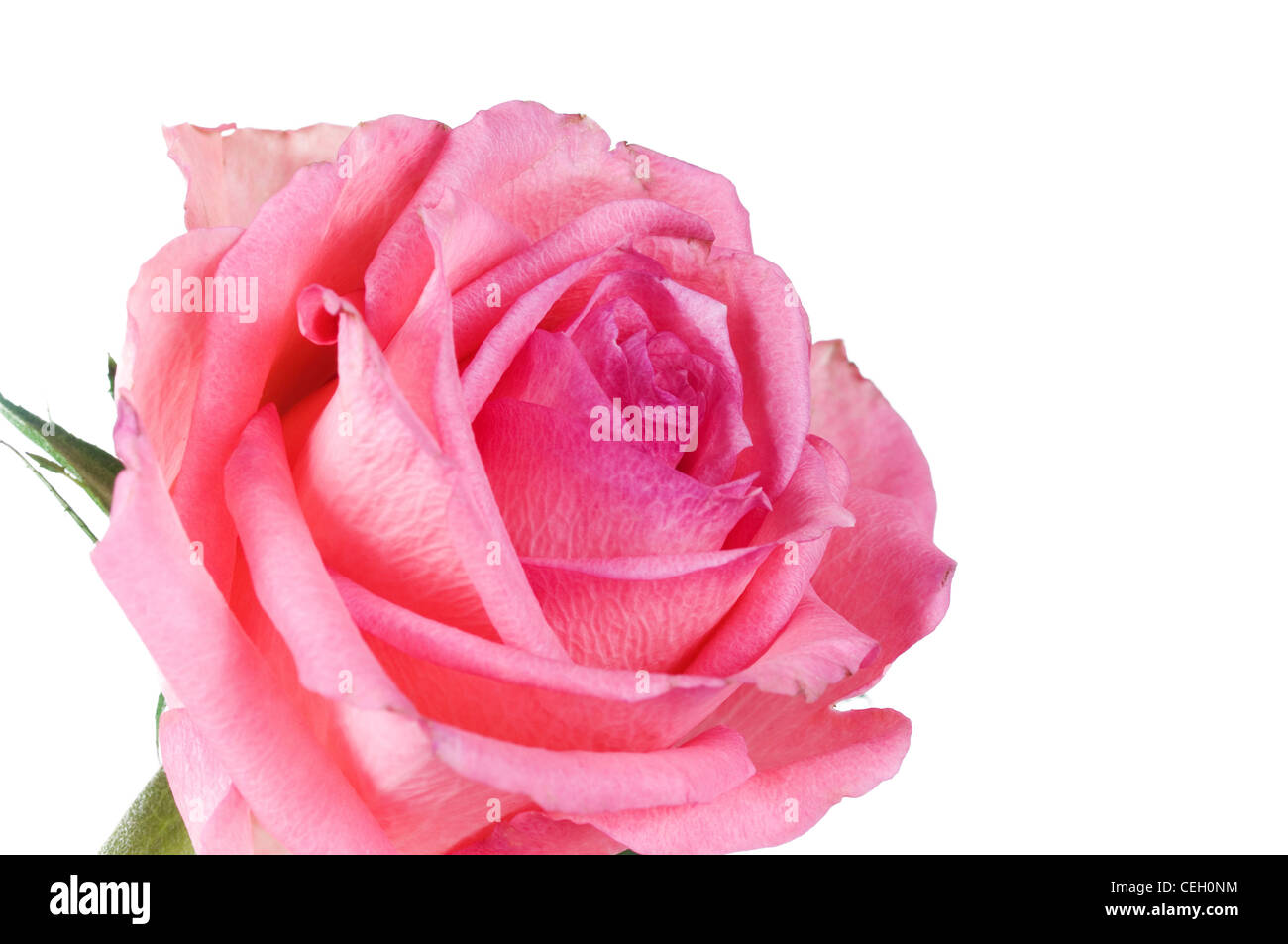 Pink Rose head against plain white background Stock Photo