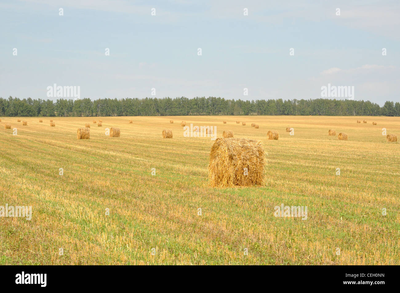 A field with haystacks Stock Photo - Alamy
