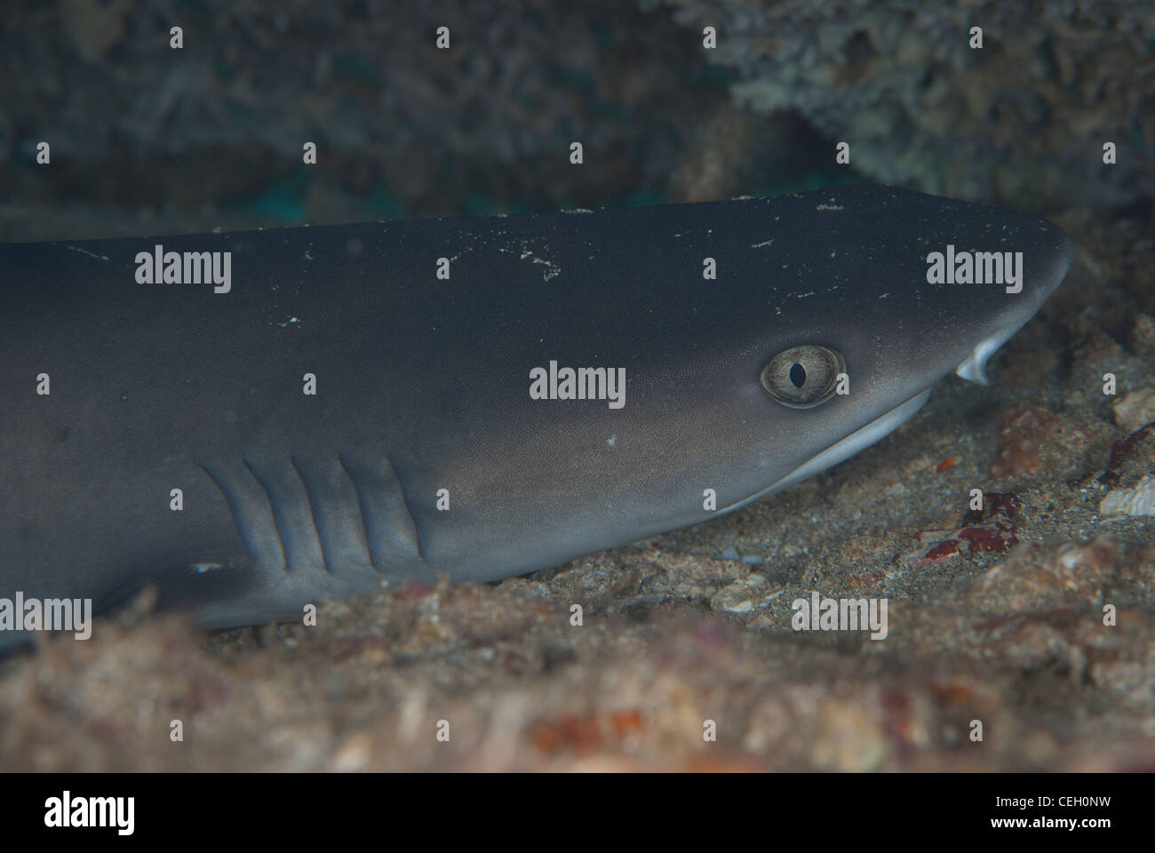 Portrait of a juvenile white tip reef shark (Triaenodon obesus) under a flat coral head Stock Photo