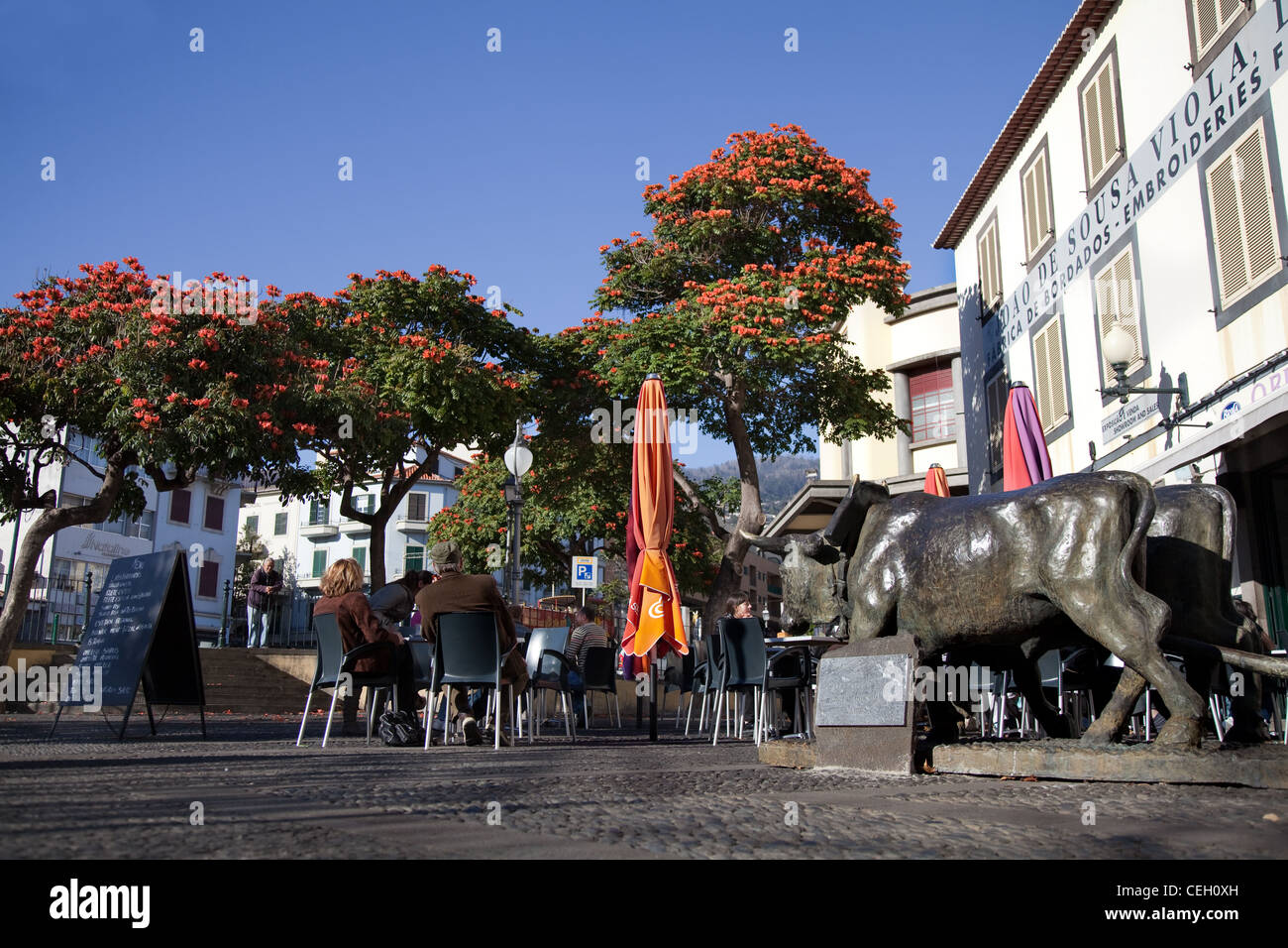 Pavement Cafe, Statue of oxen, Flamboyan Anaranjado flowering trees and Restaurant in Funchal, Madeira, Portugal. Stock Photo