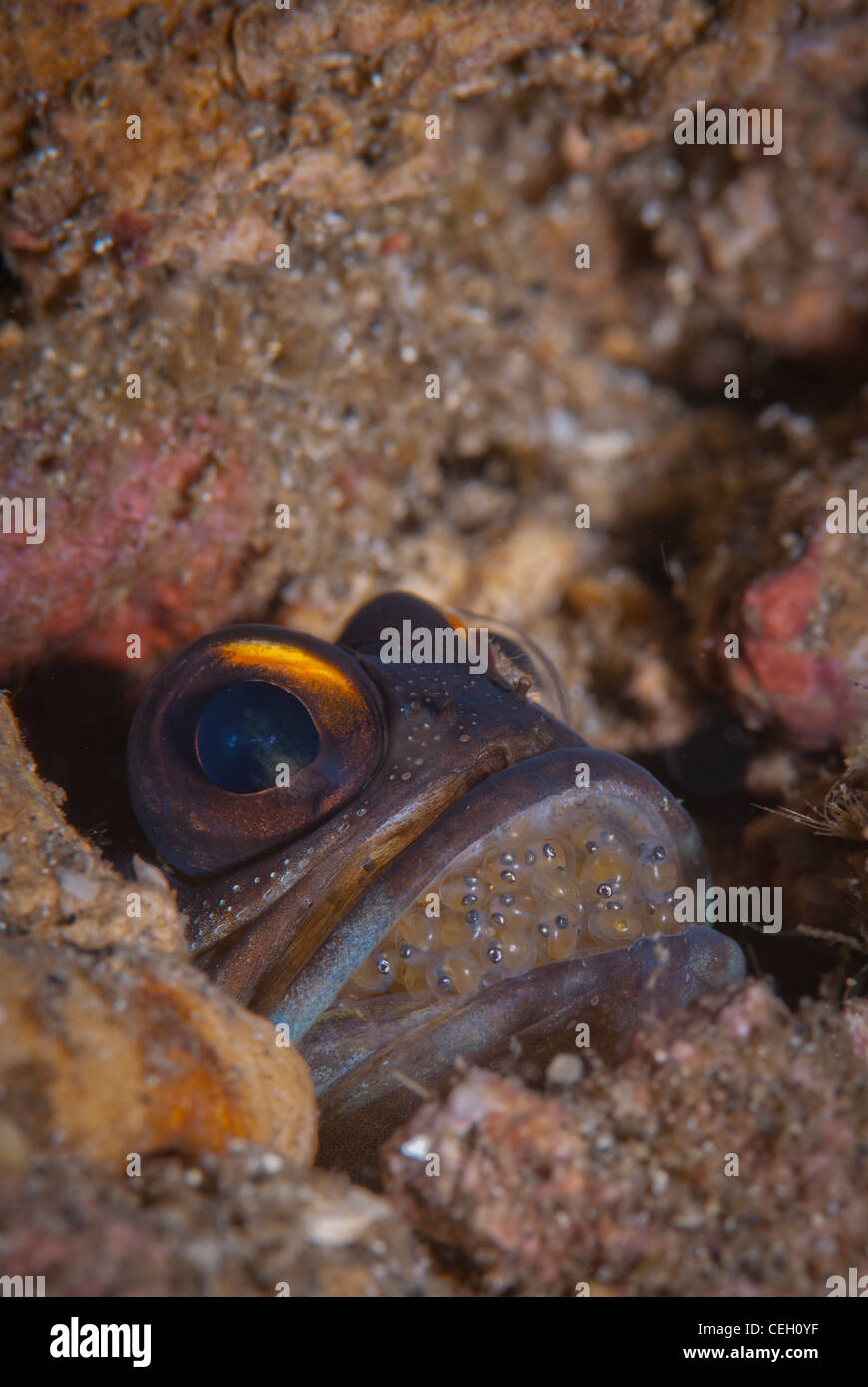 Yellow barred jawfish hires stock photography and images Alamy