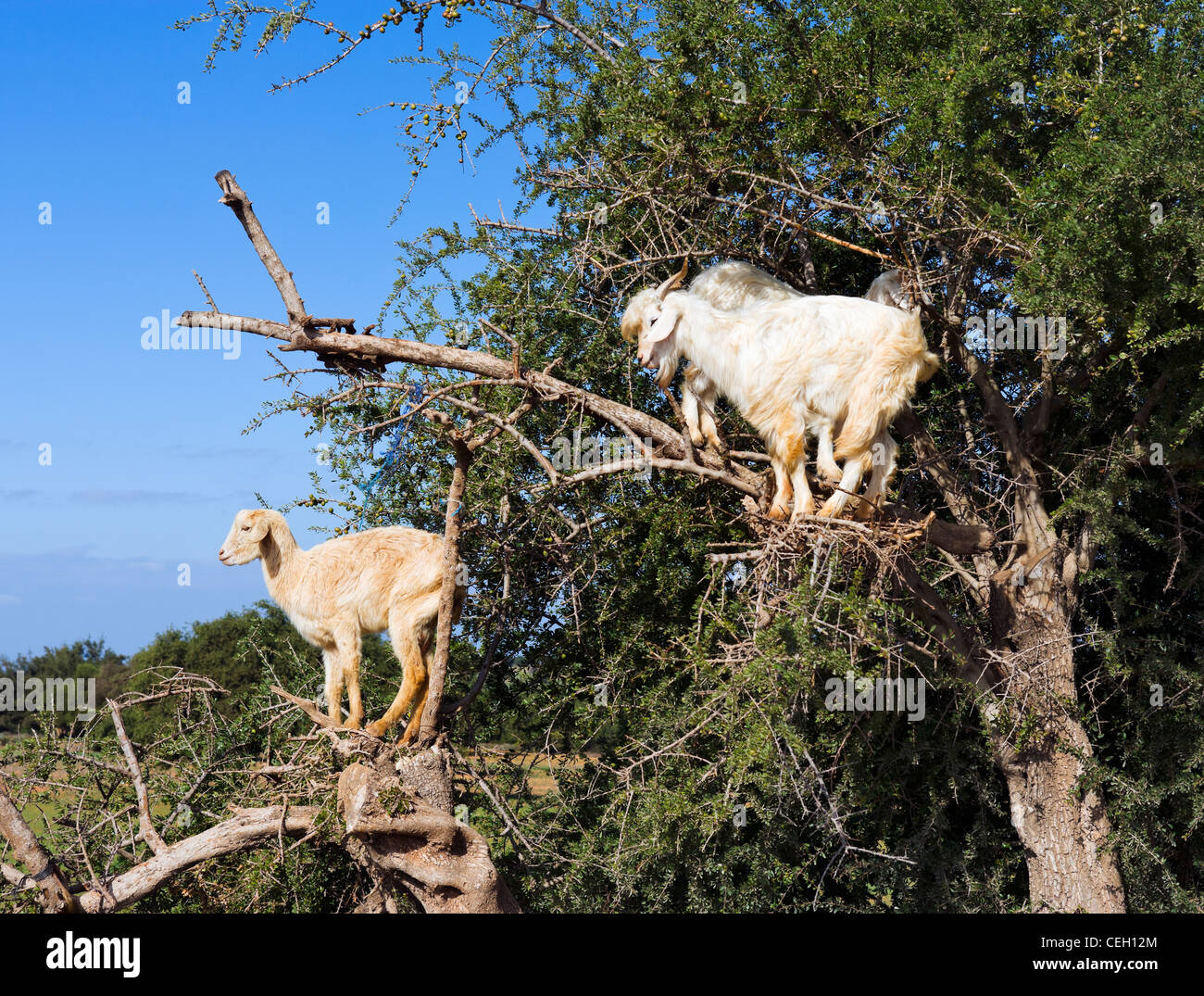 Goats climbing an Argan tree near Essaouira, Morocco, North Africa Stock Photo