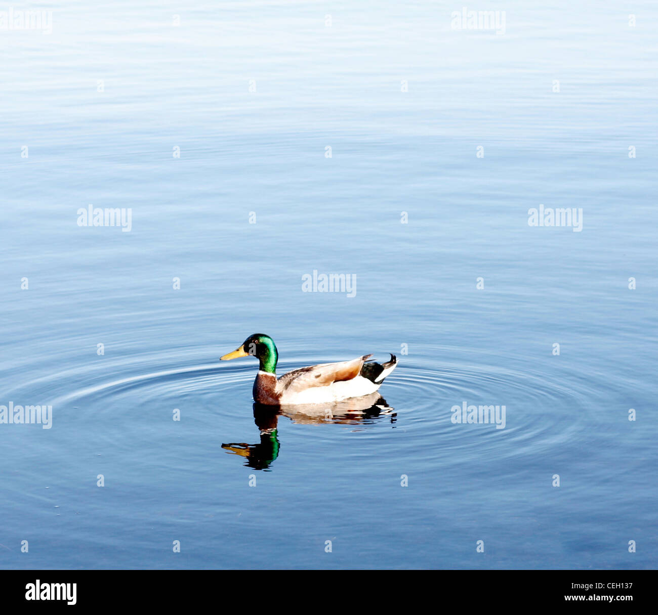 A duck swimming in water Stock Photo