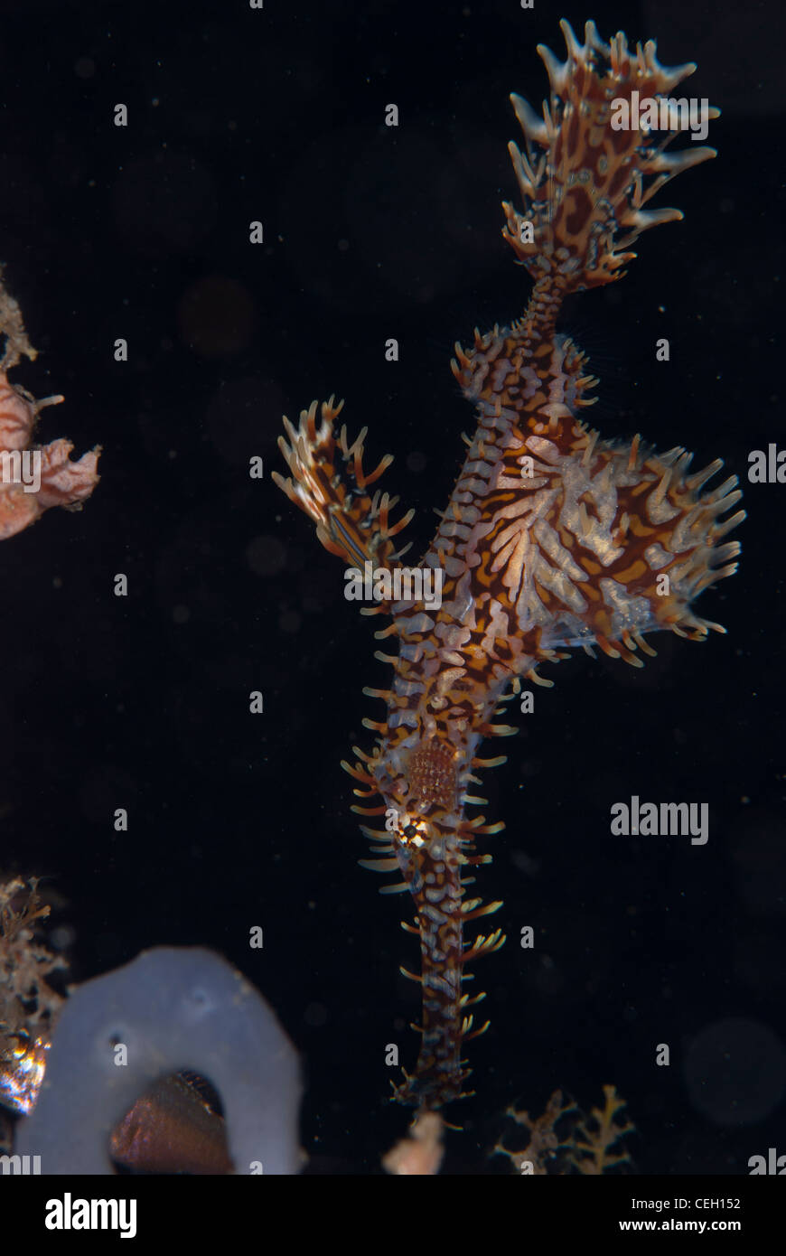 An ornate or Harlequin ghost pipefish taken in the coral reef of Indonesia. Bunaken Marine Park, North Sulawesi Stock Photo