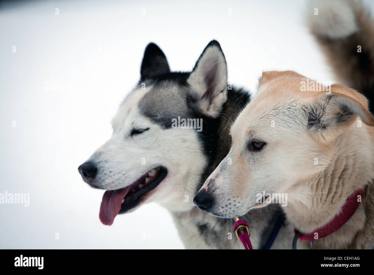 Dog sledding, Whistler, Canada Stock Photo Alamy