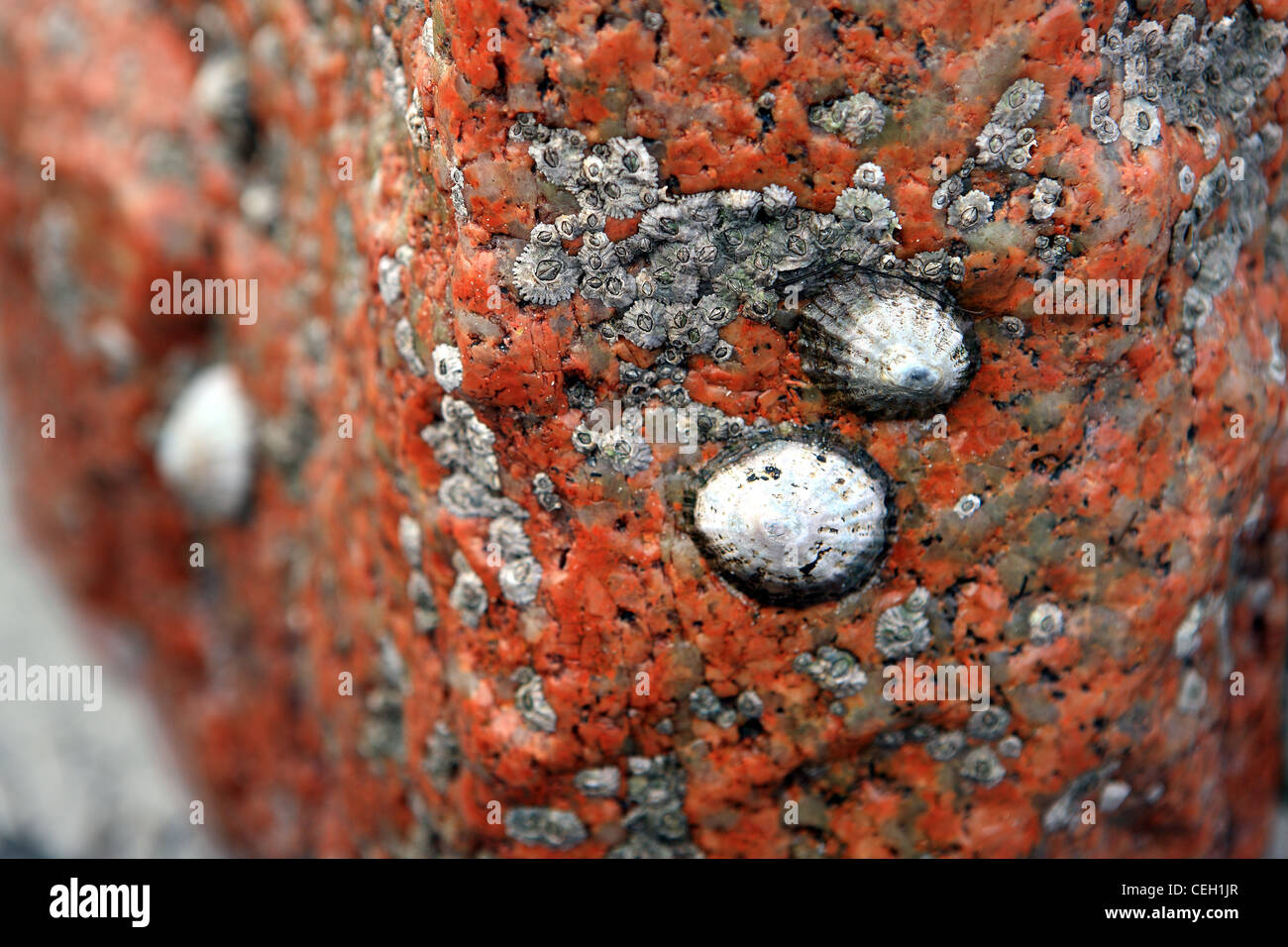 Limpet shells on pink granite rock at the beach on the west coast of Scotland Stock Photo