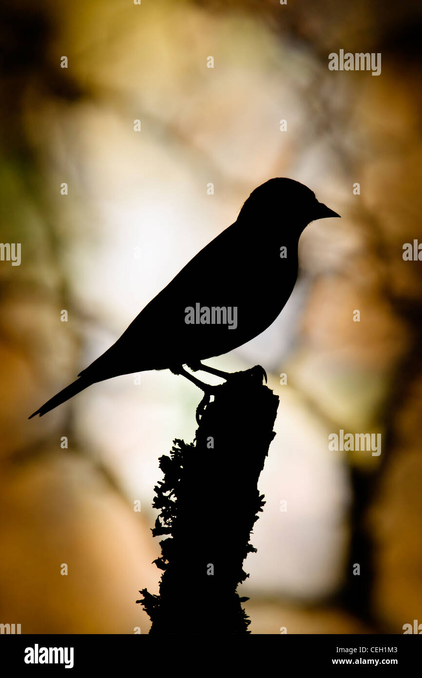 Silhouette of a bird against woodland light Stock Photo