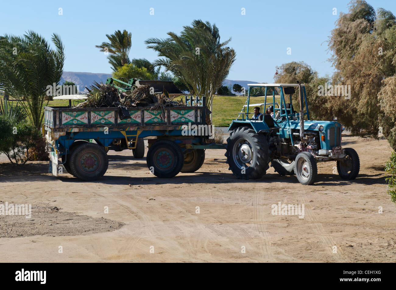 Workers taking care of trees and plants at golf fields in Egypt Stock Photo