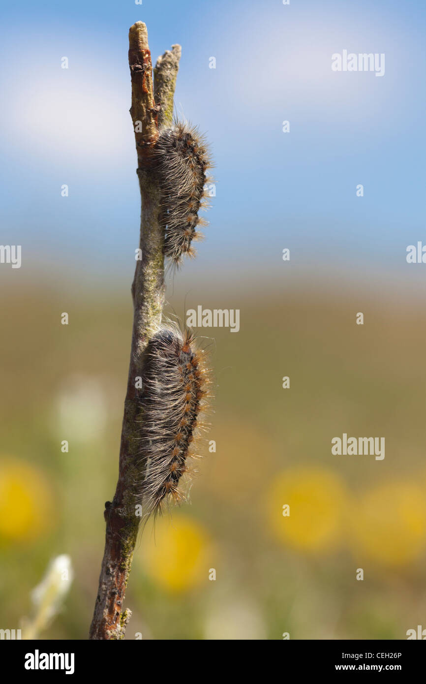 White Satin Moth or Satin Moth (Leucoma salicis) caterpillars climbing a twig. Stock Photo