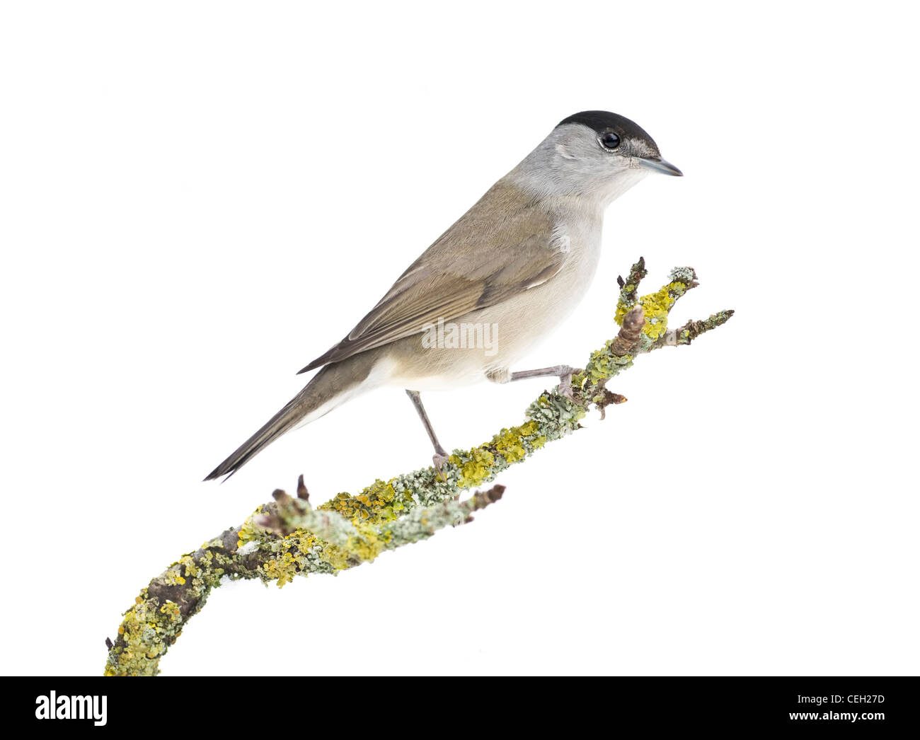 Male Blackcap perched on moss covered branch against a white background Stock Photo