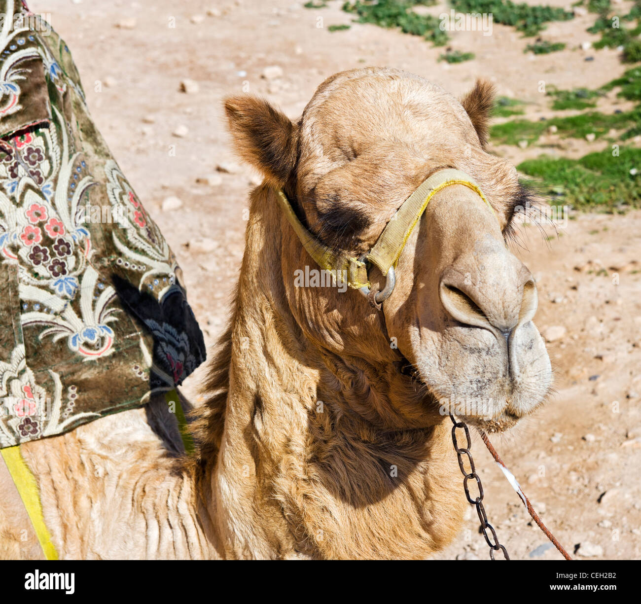 Camel outside the old Kasbah, Agadir, Morocco, North Africa Stock Photo