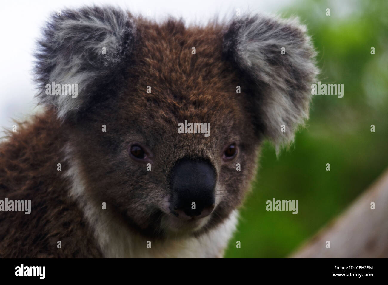 Wild koalas on Victoria's Cape Otway. Koala is an iconic Australian symbol and a tourist attraction. Stock Photo