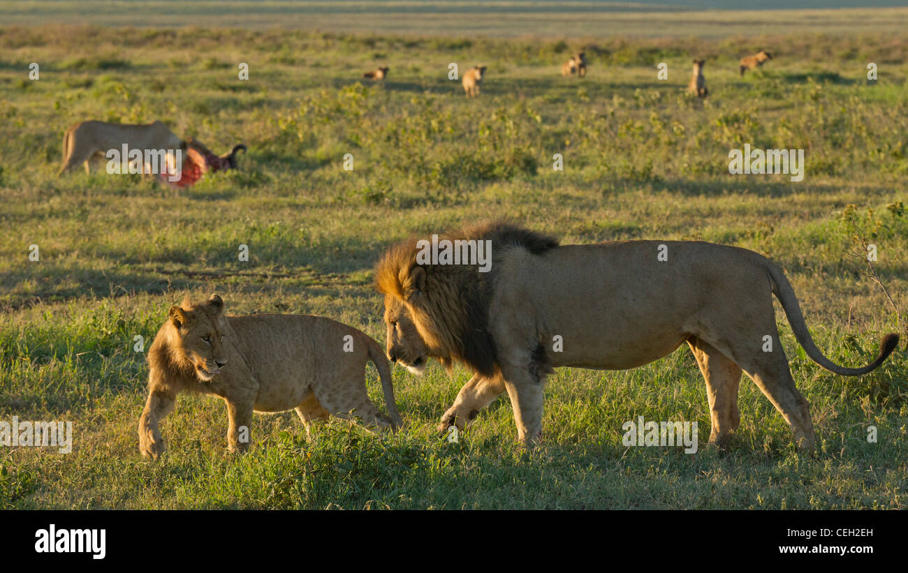 Male and Female Lion with kill and hyena in the background (Panthera leo) Stock Photo