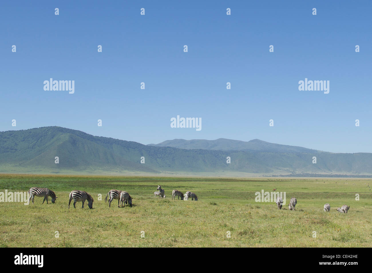 Burchell's Zebra in open plain (Equus quagga burchellii Stock Photo - Alamy