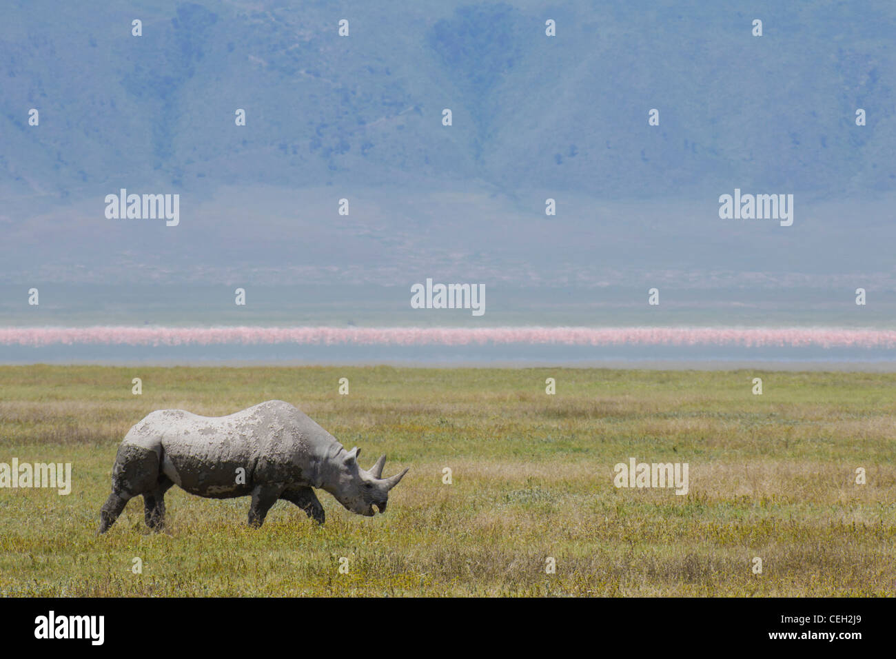 Black Rhinoceros or Hook-lipped Rhinoceros in an open field (Diceros bicornis). Stock Photo