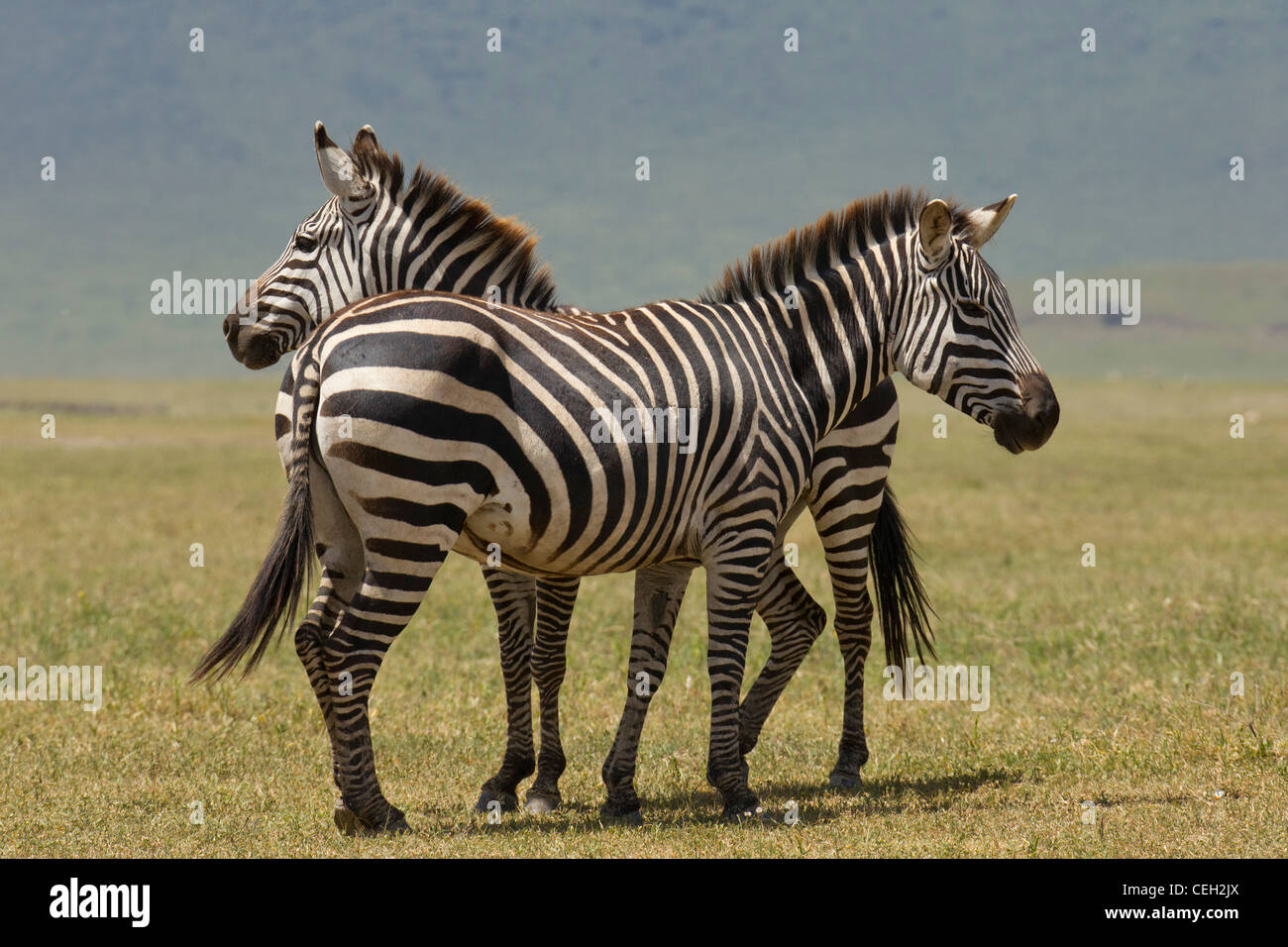 Two Burchell's Zebra in an open plain (Equus quagga burchellii) Stock Photo