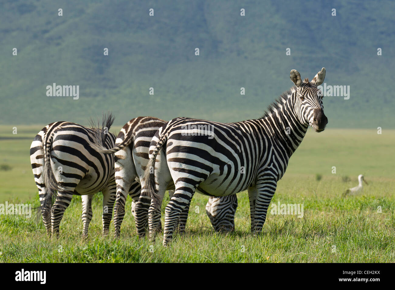 Burchell's Zebra in open plain (Equus quagga burchellii) Stock Photo