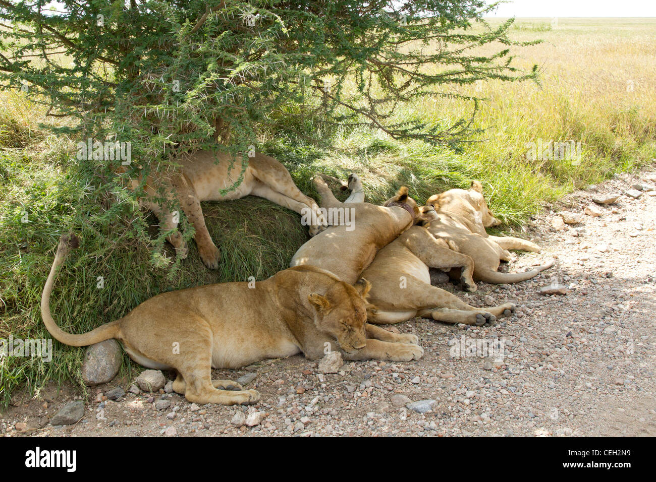 Pride of Lions sleeping under a tree (Panthera leo) Stock Photo