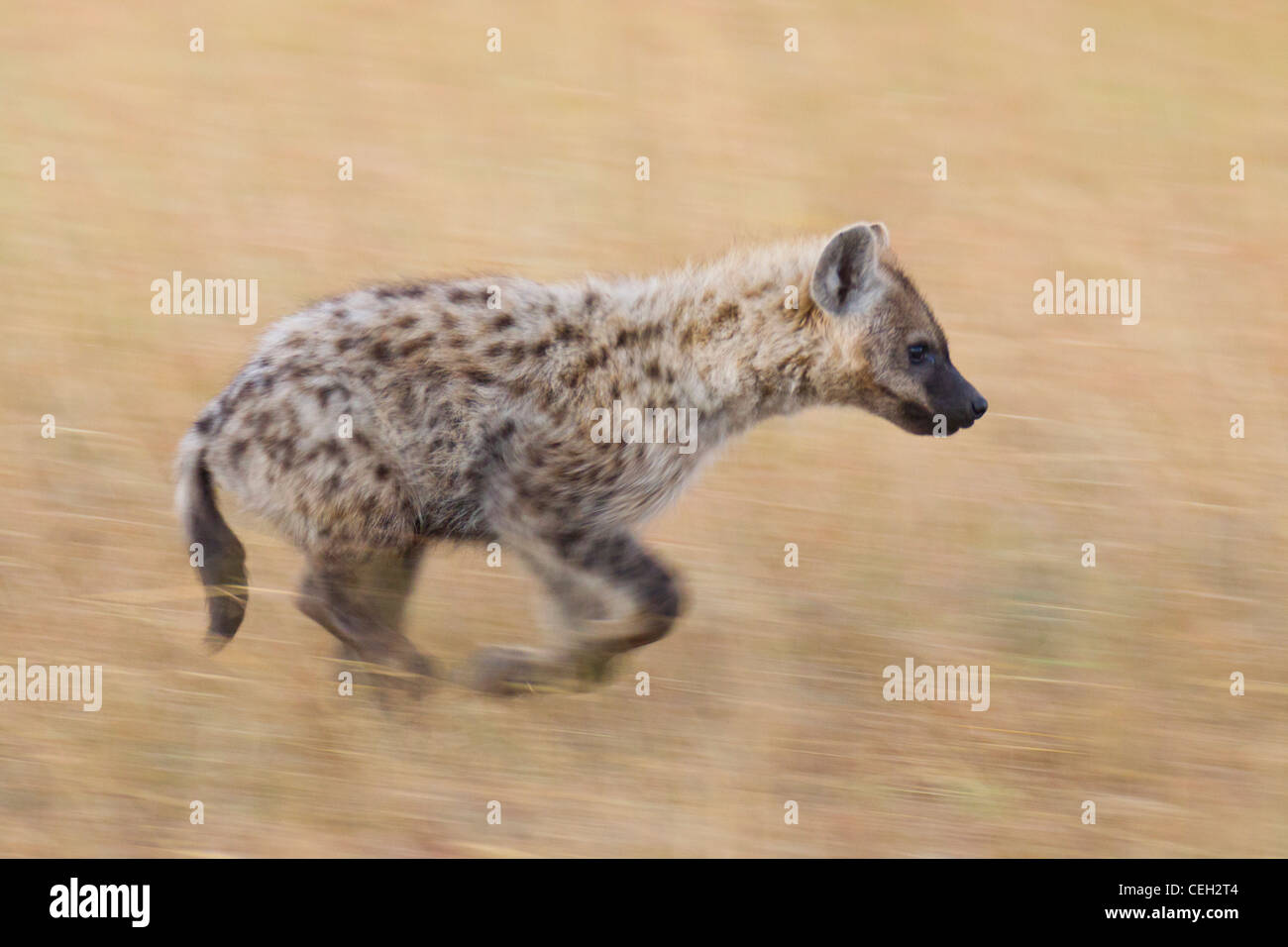 Spotted Hyena running (Crocuta crocuta) Stock Photo