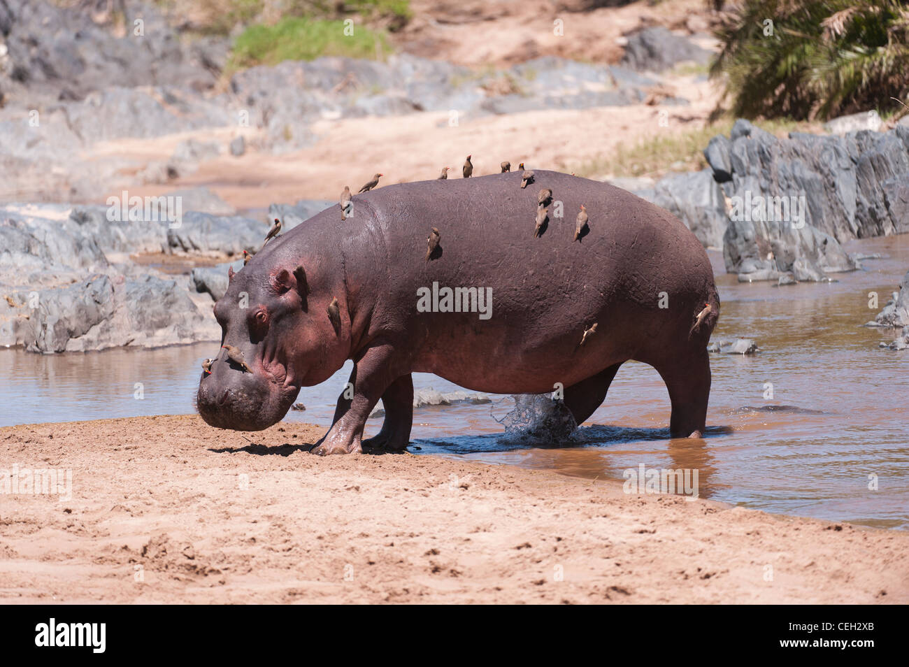 Hippo entering pool backwards Stock Photo
