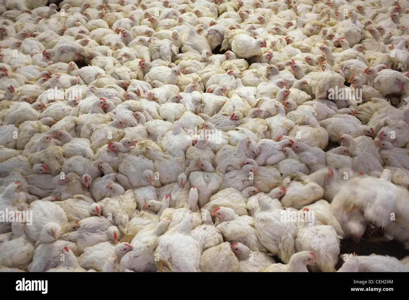 Chickens for meat in an intensive farming environment Stock Photo