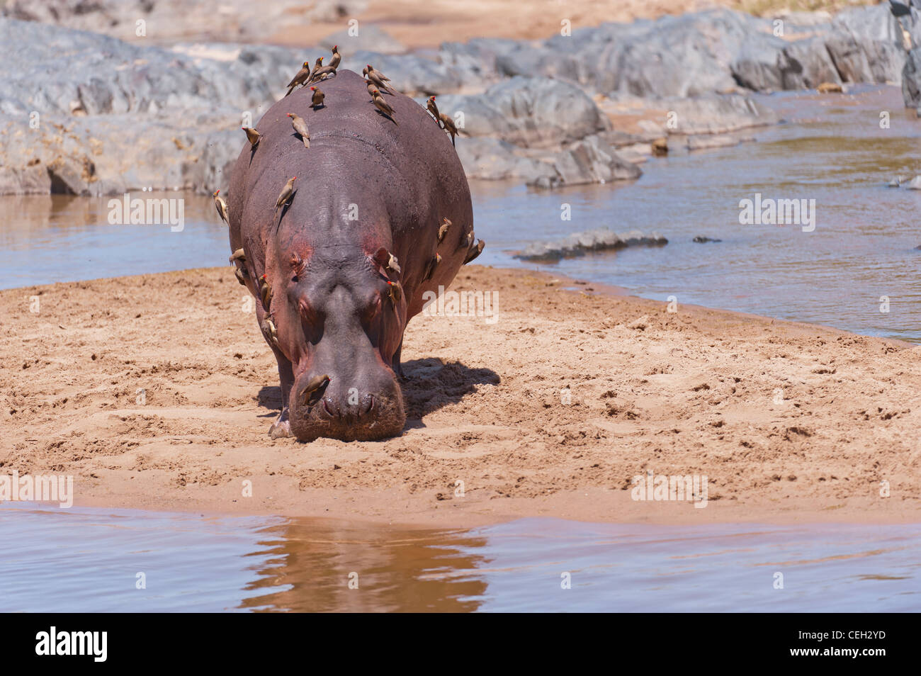 Hippo by a pool Stock Photo