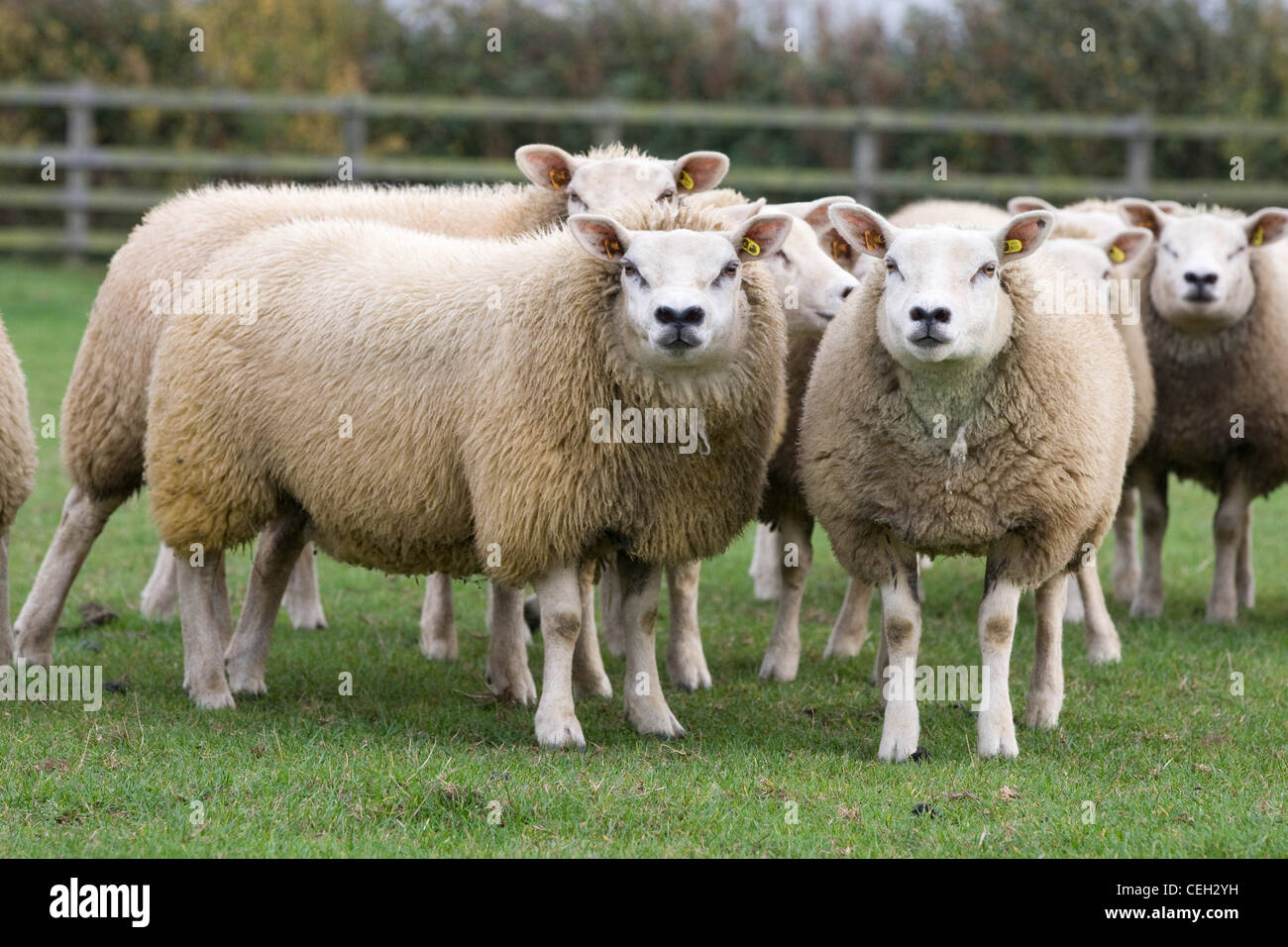 Texel ewe lambs Stock Photo - Alamy