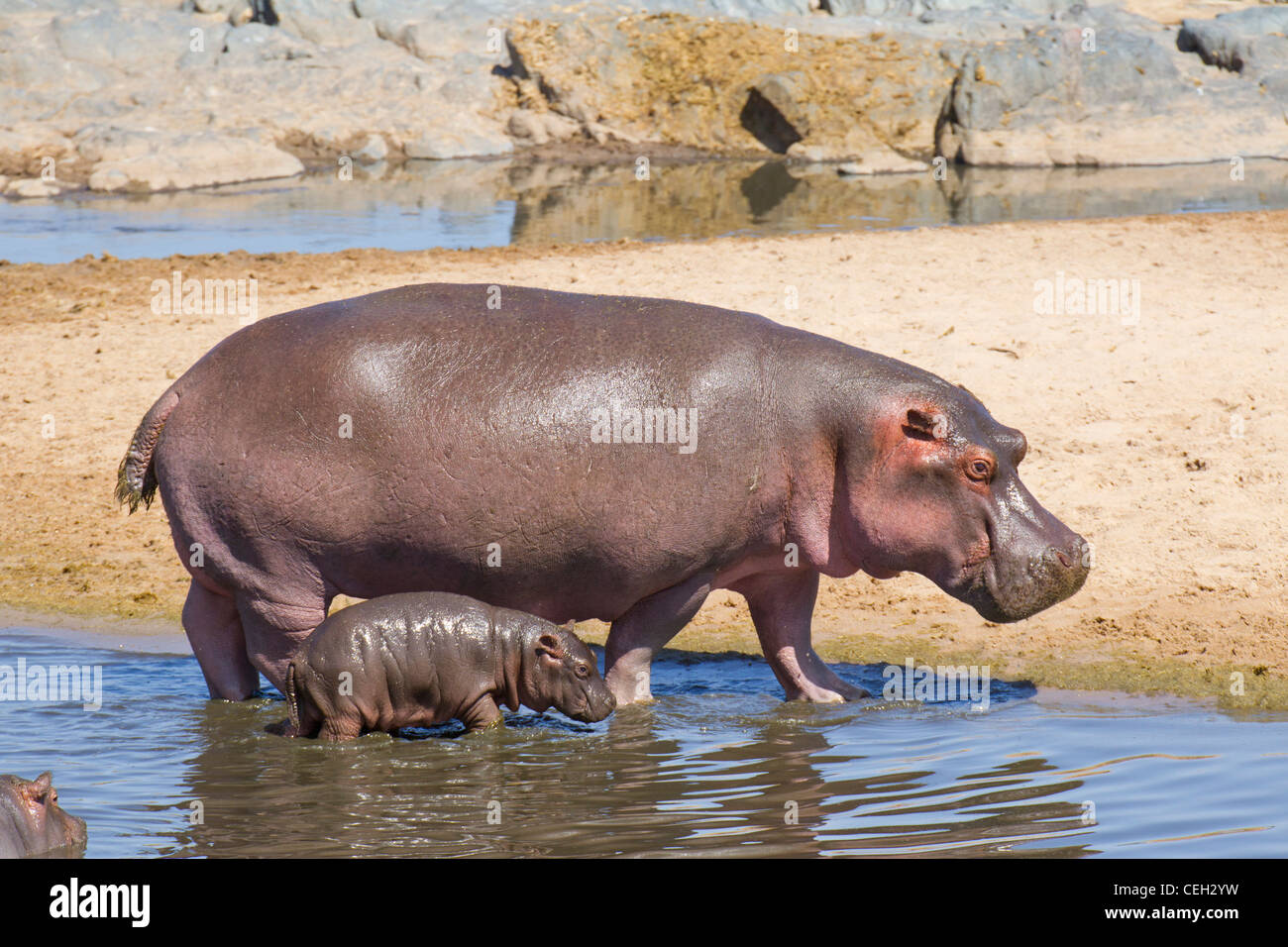 Baby with Mom Hippo(Hippopotamus amphibius) Stock Photo