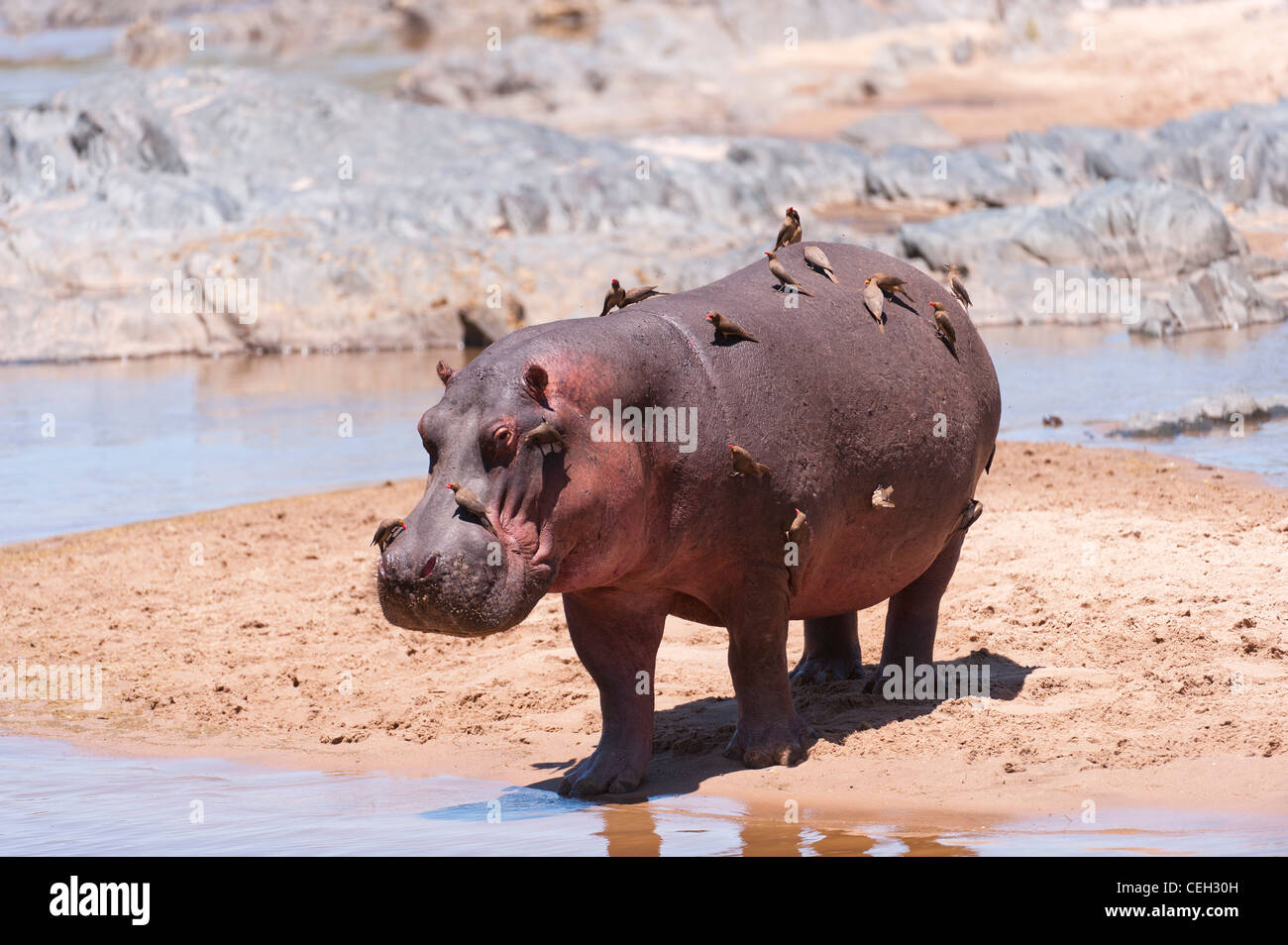 Hippo By a Pool Stock Photo