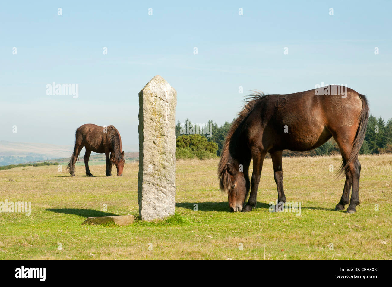 Dartmoor ponies grazing next to PCWW marker stone on Dartmoor, Devon UK Stock Photo