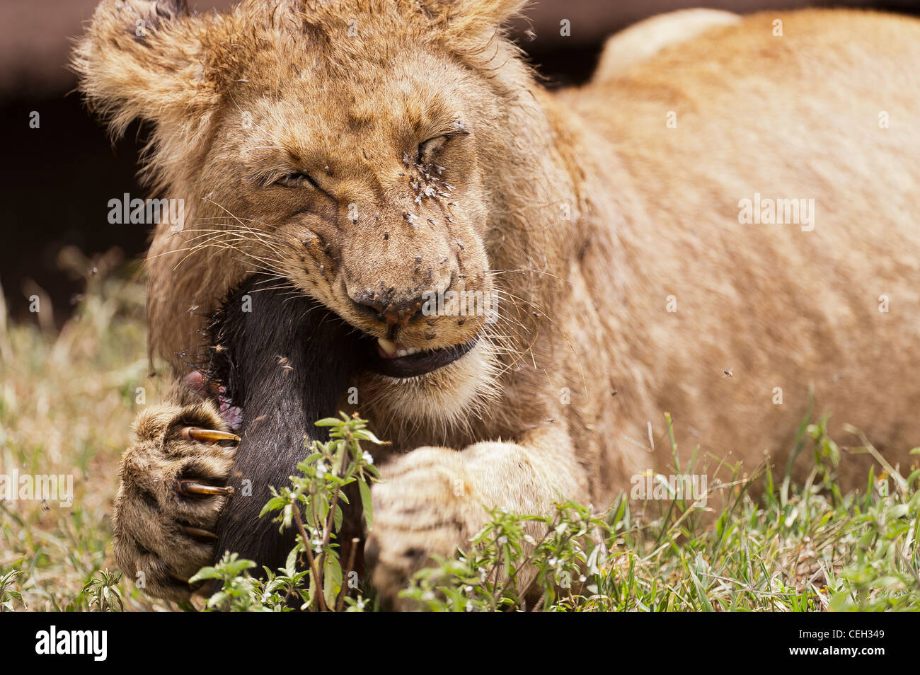 Lion cub chewing on Buffalo Leg Stock Photo