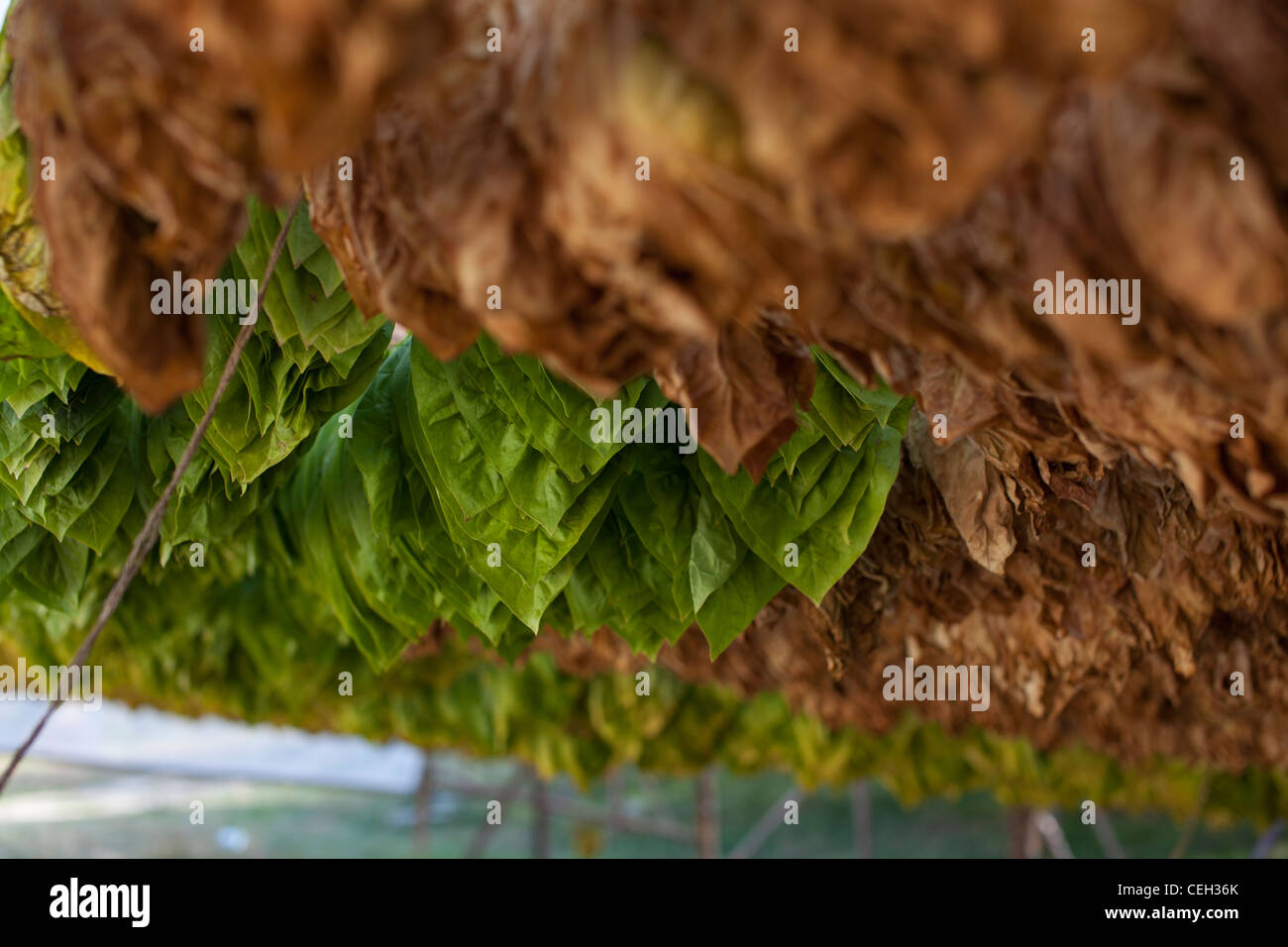 Tobacco farming. Tobacco (Nicotiana sp.) leaves drying in the shade. Stock Photo
