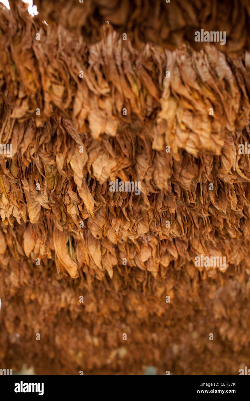 Tobacco farming. Tobacco (Nicotiana sp.) leaves drying in the shade. Stock Photo