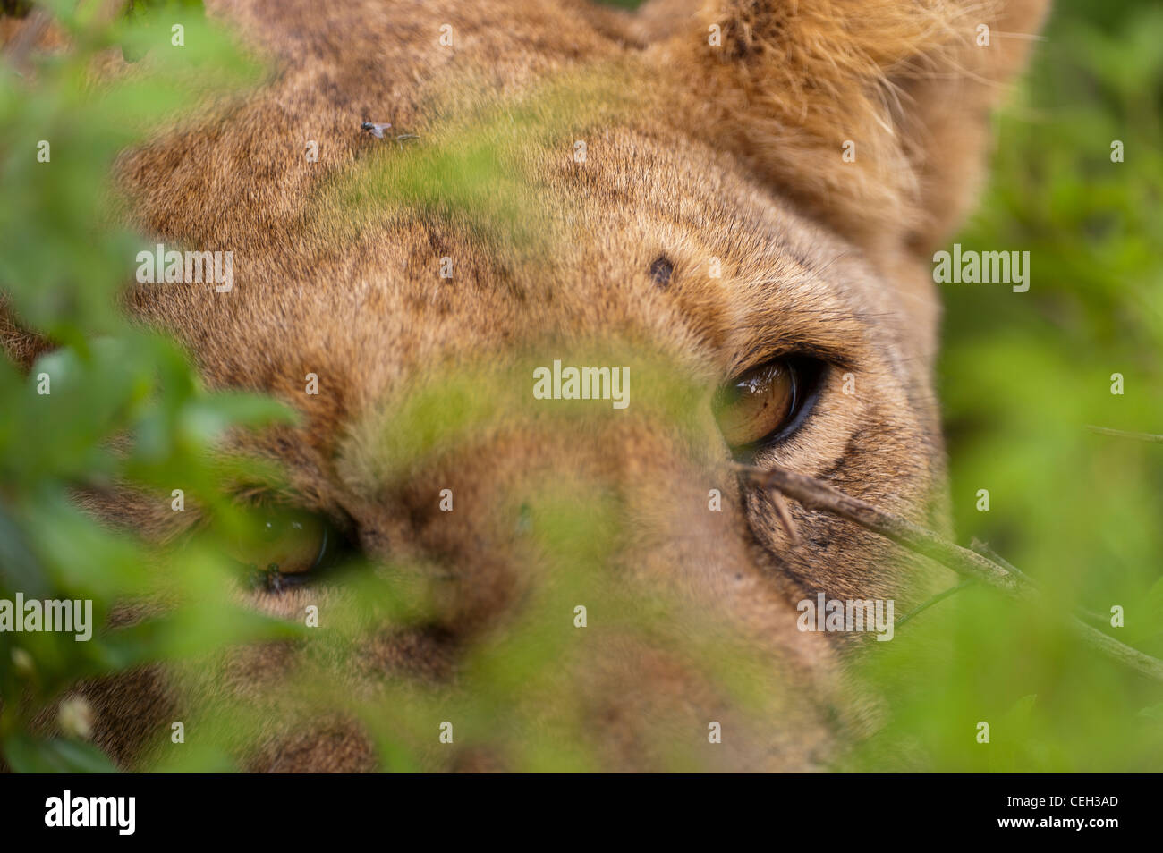 Lioness stalking Stock Photo