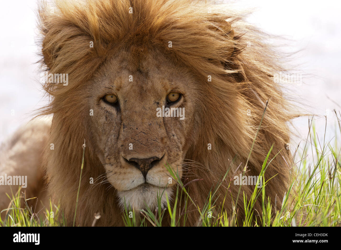 Portrait of a Male Lion Stock Photo