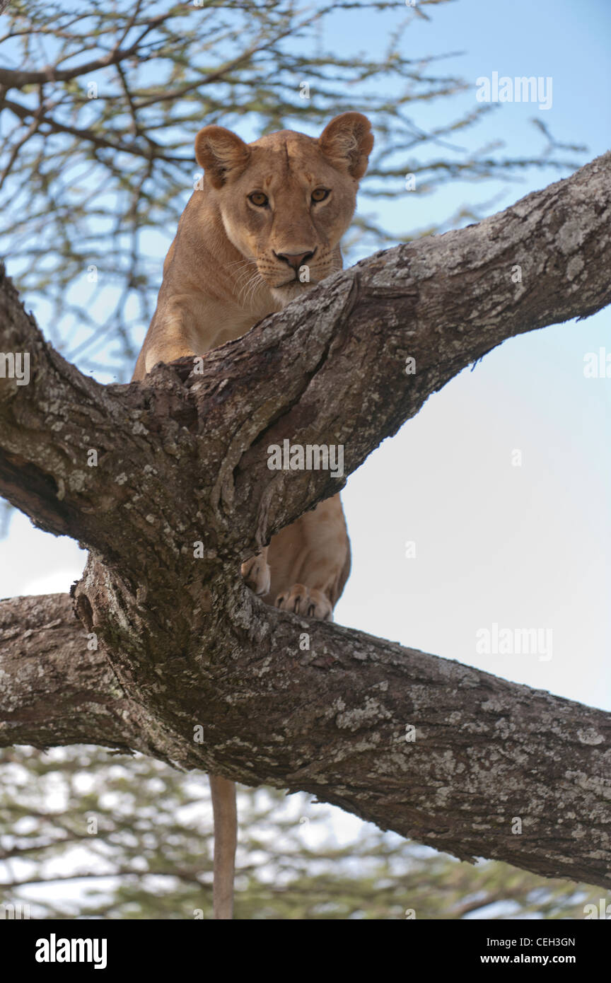 Lioness in Tree Stalking Stock Photo