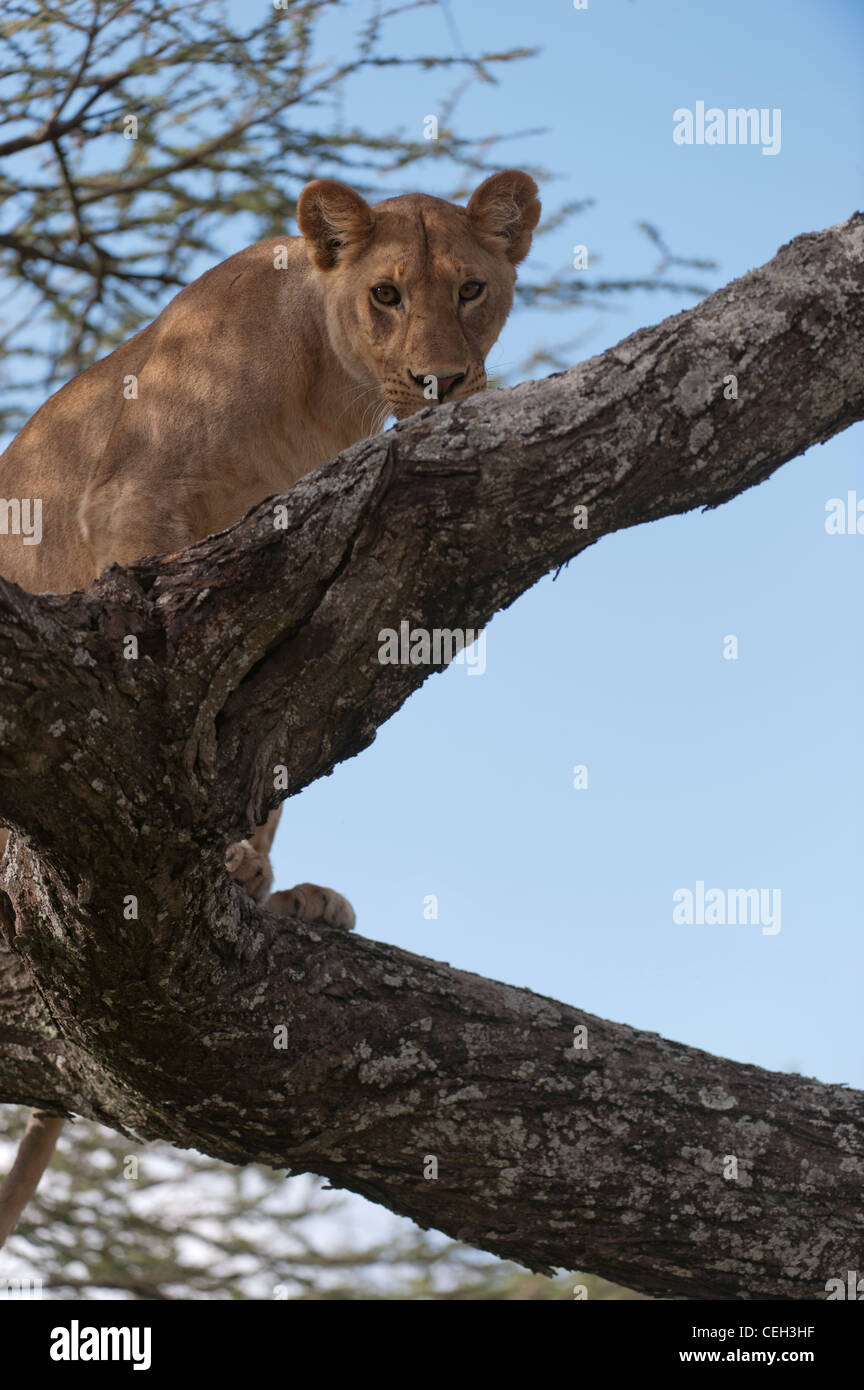 Lioness in Tree Stock Photo