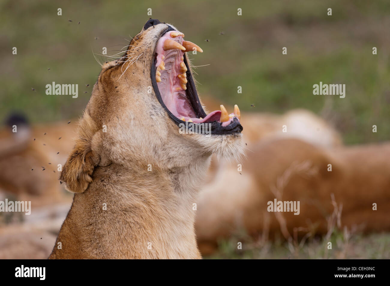 Yawning Lioness Stock Photo