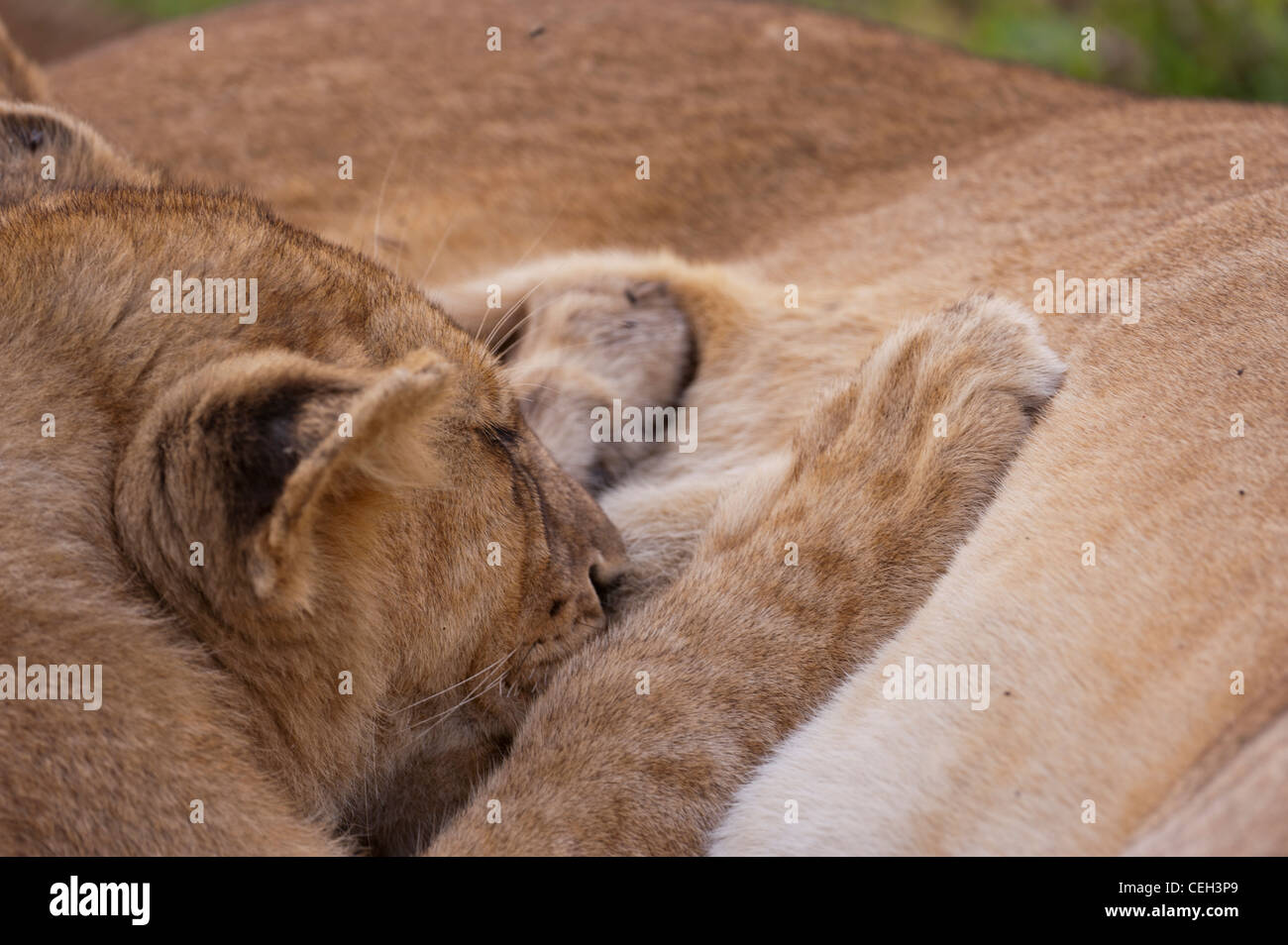Lion Cub Feeding Stock Photo