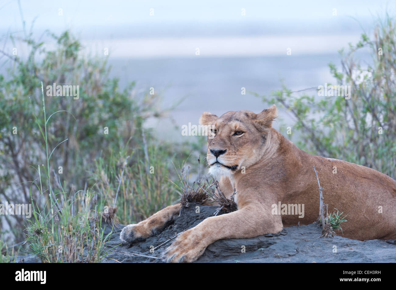 Lioness in the early Morning Stock Photo